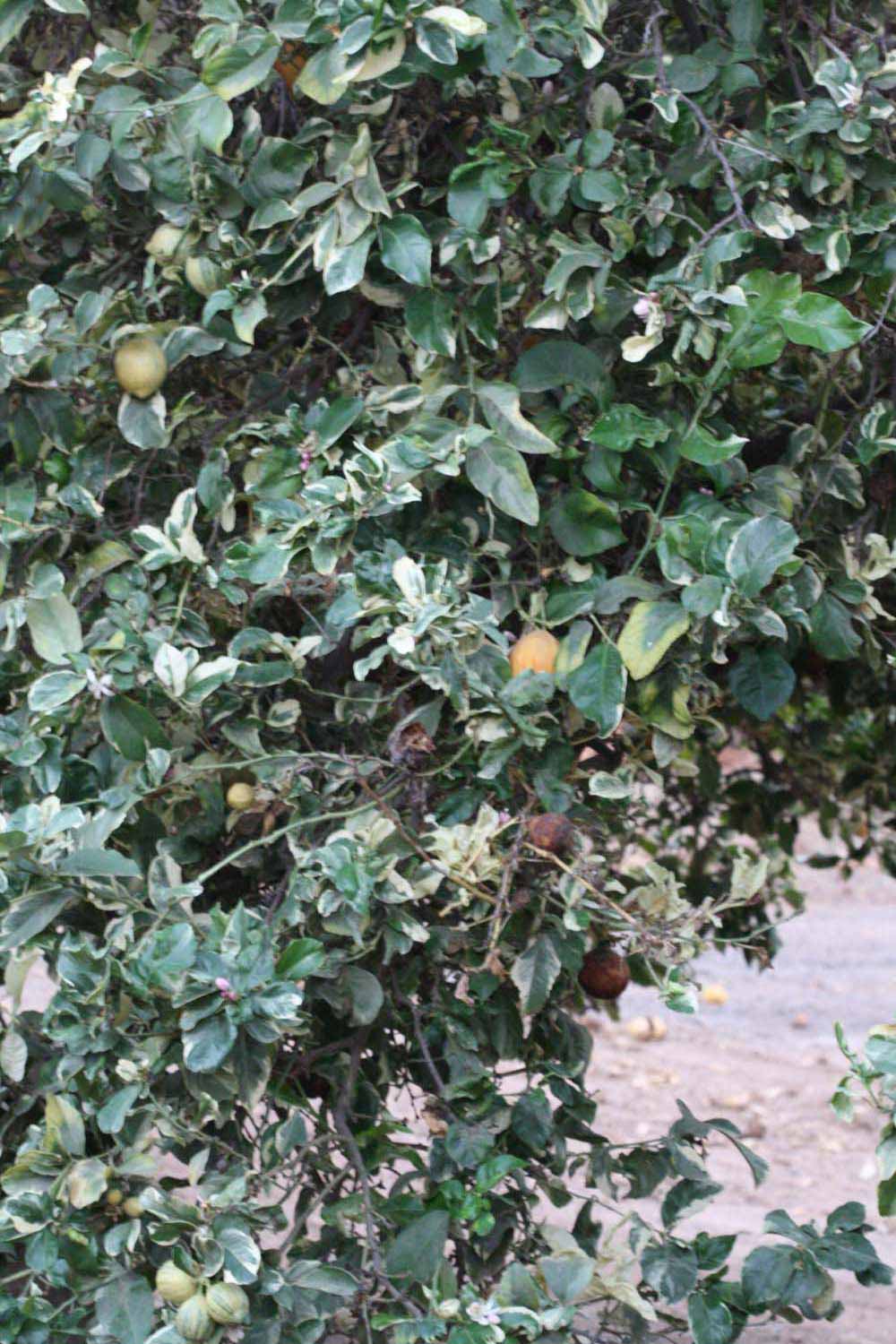              Habit (Riverside, CA)       